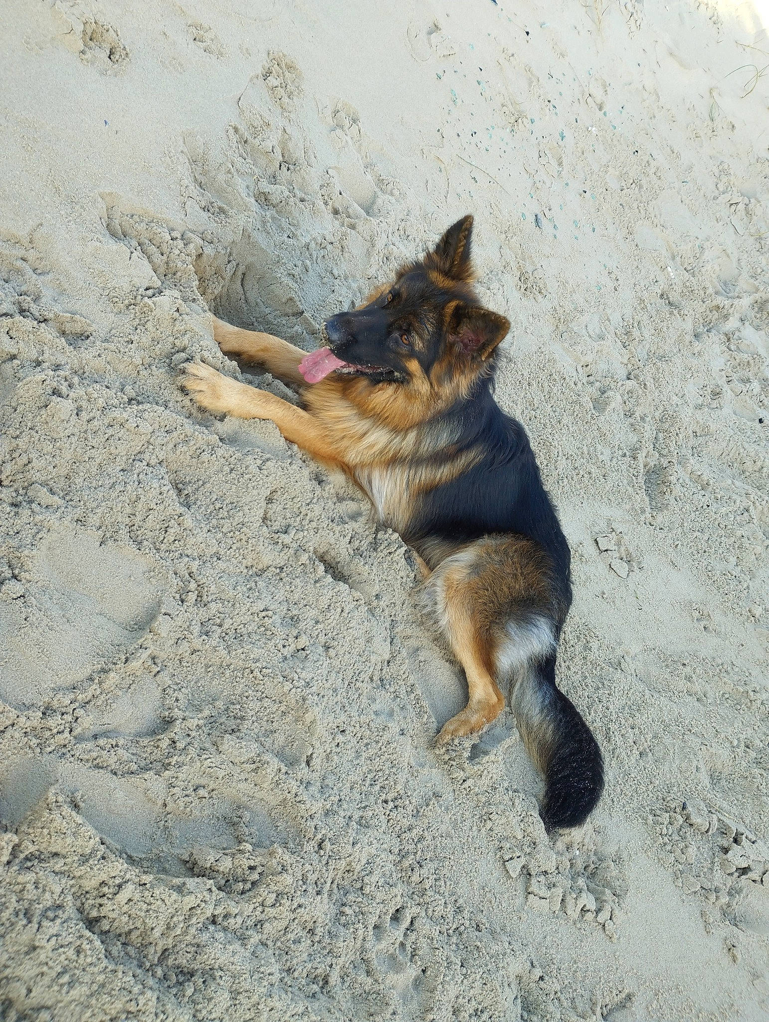 Kenya a rejoint le concours — aidez-le/la à gagner de superbes lots ! canidae, canis, carnivore, dog, dog_breed, east_european_shepherd, fawn, german_shepherd_dog, herding_dog, king_shepherd, old_german_shepherd_dog, paw, sand, snout, sporting_group, street_dog, tail, terrestrial_animal, wildlife, working_dog