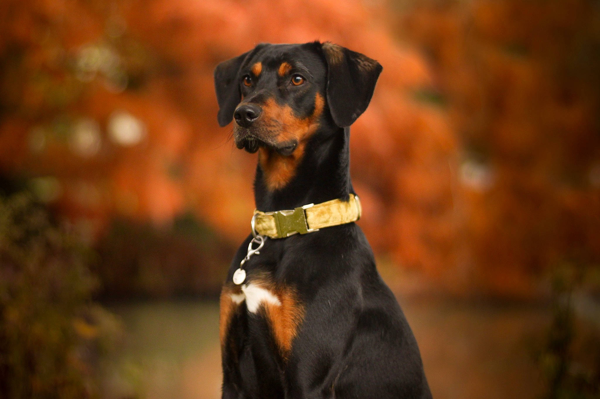Dalloz participe au concours pour gagner de l'argent avec cette photo : austrian_black_and_tan_hound, canidae, carnivore, dog, dog_breed, dog_collar, german_pinscher, guard_dog, huntaway, hunting_dog, mammal, montenegrin_mountain_hound, pinscher, polish_hunting_dog, rottweiler, smaland_hound, snout, transylvanian_hound, vertebrate, working_dog