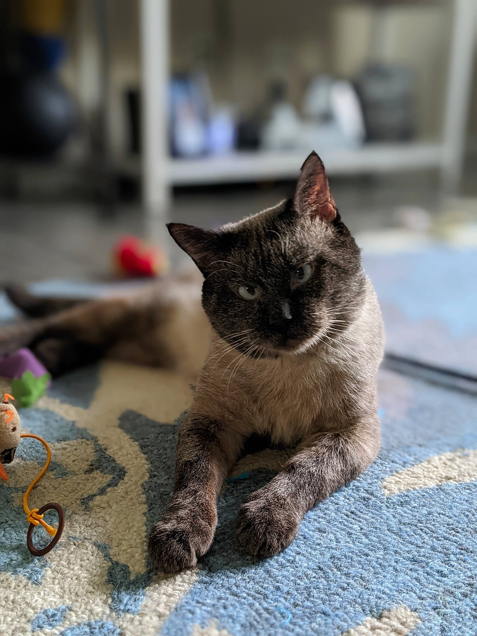 Auggie is registered to the contest to win money with this photo: black_cat, carnivore, cat, claw, domestic_short_haired_cat, felidae, flooring, fur, grey, paw, road_surface, sand, sitting, small_to_medium_sized_cats, snout, soil, street, tail, terrestrial_animal, whiskers