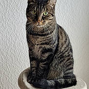 Bandit a rejoint le concours — aidez-le/la à gagner de superbes lots ! cat, tabby, feline, pet, animal, indoor, perch, fur, whiskers, green_eyes, striped, sitting, looking, wall, texture, soft, cozy, domestic, cute, portrait