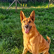Jo a rejoint le concours — aidez-le/la à gagner de superbes lots ! dog, german_shepherd, grass, outdoor, sunlight, nature, pet, animal, happy, tongue_out, sitting, greenery, fence, garden, summer, daylight, canine, ears_up, mammal, playful