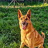 dog, german_shepherd, grass, outdoor, sunlight, nature, pet, animal, happy, tongue_out, sitting, greenery, fence, garden, summer, daylight, canine, ears_up, mammal, playful