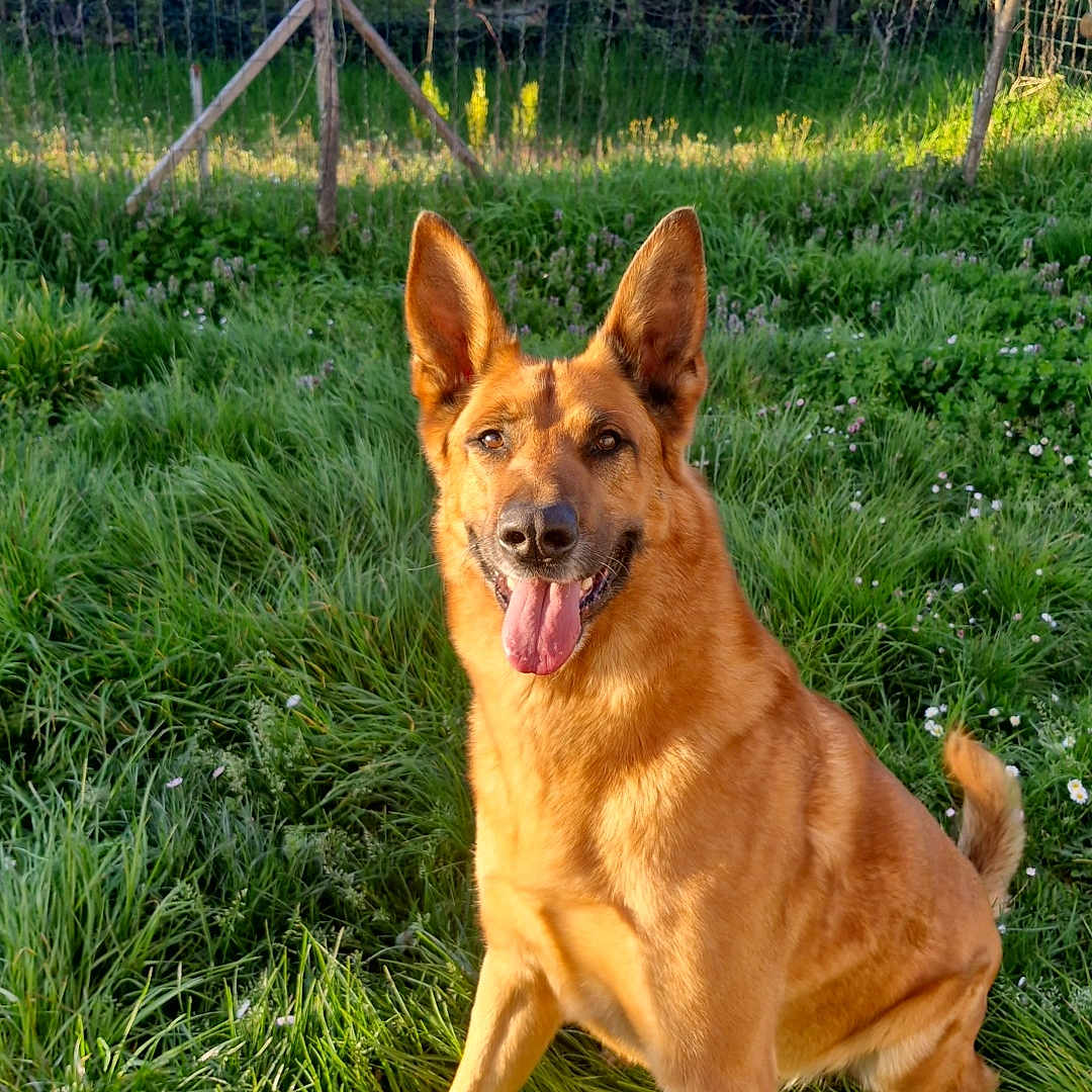 Jo a rejoint le concours — aidez-le/la à gagner de superbes lots ! dog, german_shepherd, grass, outdoor, sunlight, nature, pet, animal, happy, tongue_out, sitting, greenery, fence, garden, summer, daylight, canine, ears_up, mammal, playful