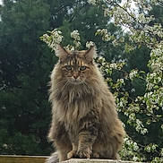 Autumn joined the competition — help win amazing prizes! cat, fluffy, long_hair, animal, outdoor, nature, tree, flower, greenery, wood, pet, feline, sitting, portrait, garden, spring, wildlife, closeup, cute, animal_portrait
