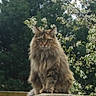 cat, fluffy, long_hair, animal, outdoor, nature, tree, flower, greenery, wood, pet, feline, sitting, portrait, garden, spring, wildlife, closeup, cute, animal_portrait