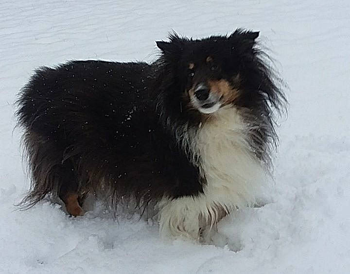 Zeedie joined the competition — help win amazing prizes! canidae, carnivore, collie, companion_dog, dog, dog_breed, fur, herding_dog, mammal, rough_collie, scotch_collie, shetland_sheepdog, snow, vertebrate