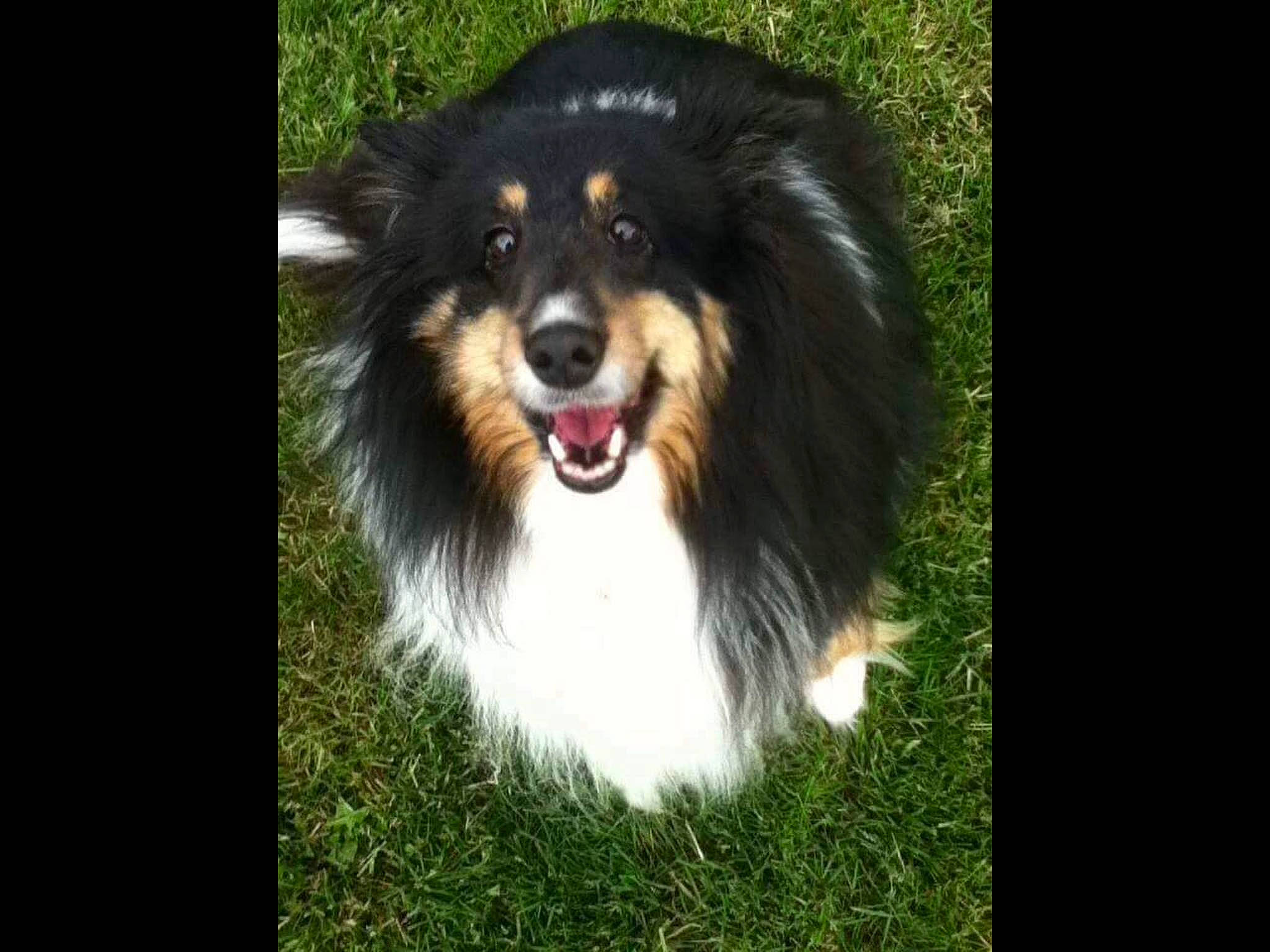 Zeedie joined the competition — help win amazing prizes! australian_collie, australian_shepherd, border_collie, canidae, carnivore, collie, companion_dog, dog, dog_breed, english_shepherd, herding_dog, mammal, rare_breed_dog, rough_collie, scotch_collie, shetland_sheepdog, snout, sporting_group, vertebrate, working_dog