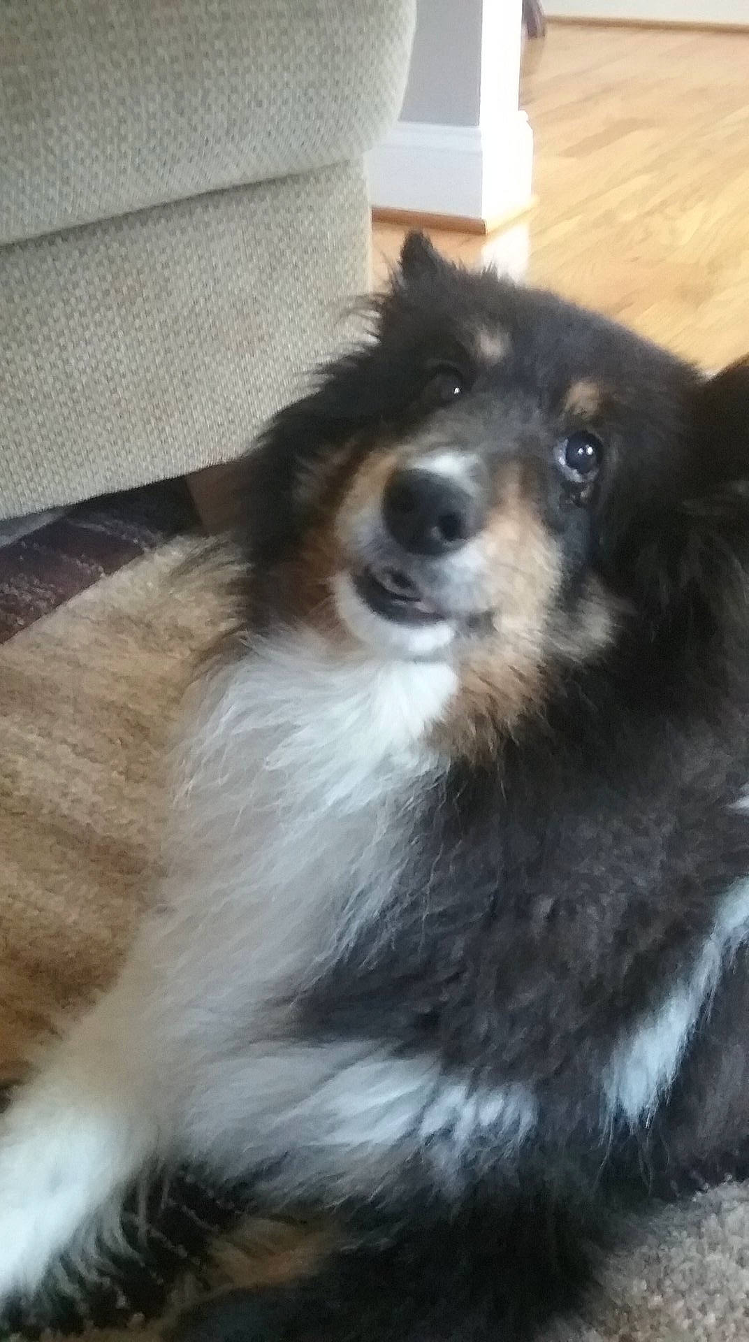 Zeedie is registered to the contest to win money with this photo: australian_collie, australian_shepherd, border_collie, canidae, carnivore, collie, companion_dog, dog, dog_breed, herding_dog, mammal, rare_breed_dog, rough_collie, scotch_collie, shetland_sheepdog, snout, vertebrate, whiskers, working_dog