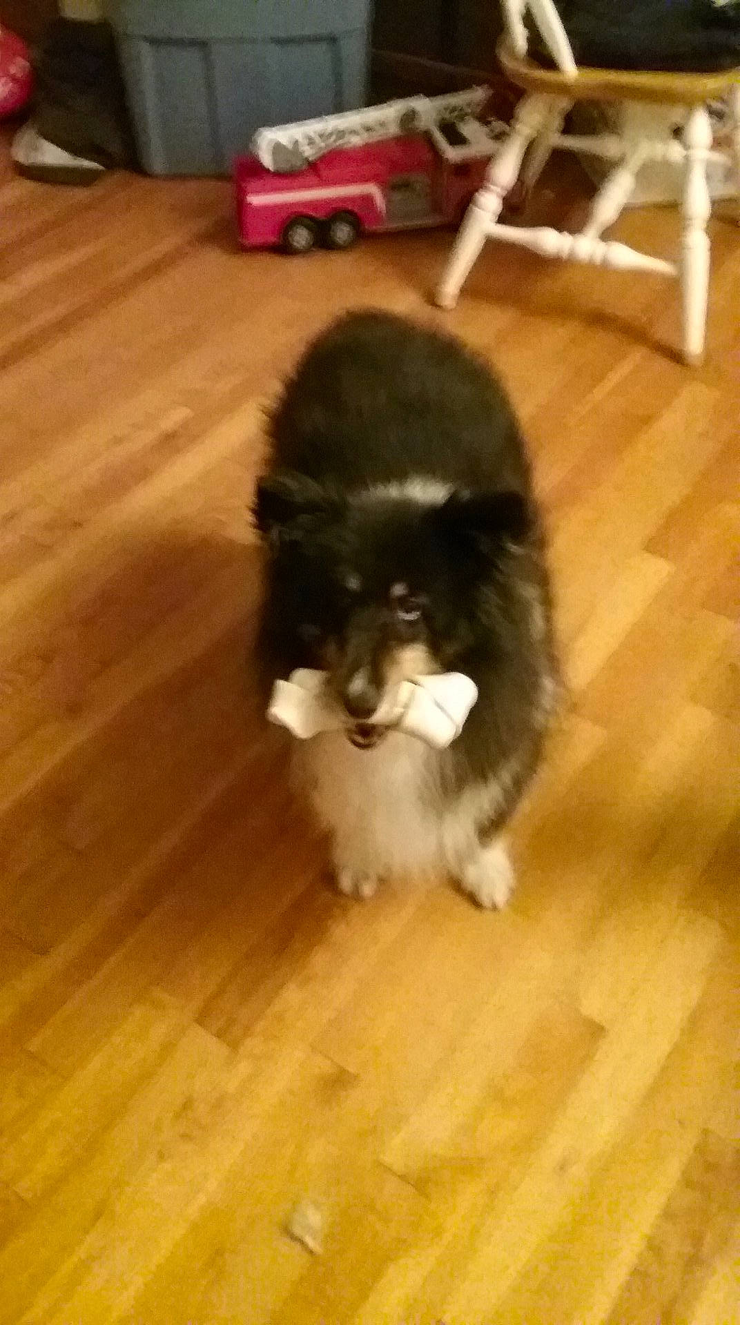 Zeedie is registered to the contest to win money with this photo: border_collie, canidae, carnivore, companion_dog, dog, dog_breed, floor, flooring, hardwood, laminate_flooring, mammal, non_sporting_group, pomeranian, puppy, shetland_sheepdog, shih_tzu, snout, sporting_group, toy_dog, vertebrate