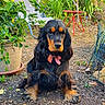 dog, spaniel, black_and_tan, long_hair, floppy_ears, brown_eyes, pink_bow_tie, sitting, portrait, garden, outdoors, plants, foliage, potted_plant, garden_furniture, soil, backyard, pet, animal, photography