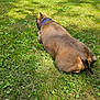 dog, brown_dog, grass, outdoor, collar, pet, animal, sunlight, relaxing, nature, canine, back_view, summer, greenery, laying_down, peaceful, daytime, park, domestic_animal, mammal