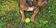 Fiona is registered to the contest to win money with this photo: dog, tennis_ball, grass, outdoor, pet, animal, brown_dog, collar, playful, canine, summer, nature, paw, resting, alert, greenery, leaves, sunlight, domestic_animal, side_view