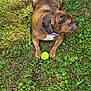 dog, tennis_ball, grass, outdoor, pet, animal, brown_dog, collar, playful, canine, summer, nature, paw, resting, alert, greenery, leaves, sunlight, domestic_animal, side_view