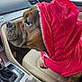 Fiona is registered to the contest to win money with this photo: dog, hood, pink_jacket, car_interior, seat, water_bottle, window, side_mirror, dashboard, gear_shift, seatbelt_buckle, pet, brown_dog, looking_out, winter_clothing, close_up, animal, indoor, vehicle, companion