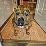 dog, brown_dog, glass_door, wooden_floor, indoor, pet, curious, reflection, door_frame, animal, house, flooring, canine, looking, furniture, cat_tree, home_interior, close_up, portrait, standing