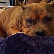 Fiona is registered to the contest to win money with this photo: dog, brown_dog, blanket, bed, indoor, pet, canine, resting, close_up, fur, snuggling, comfort, animal, domestic_animal, relaxation, cute, face, ears, paw, sleepy