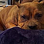 dog, brown_dog, blanket, bed, indoor, pet, canine, resting, close_up, fur, snuggling, comfort, animal, domestic_animal, relaxation, cute, face, ears, paw, sleepy