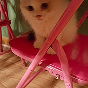 Maxie joined the competition — help win amazing prizes! kitten, cat, pet, feline, pink_chair, chair, furniture, floor, wood_floor, indoor, cute, fluffy, small, animal, domestic_animal, curious, sitting, young, blurred, soft