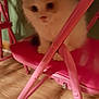 kitten, cat, pet, feline, pink_chair, chair, furniture, floor, wood_floor, indoor, cute, fluffy, small, animal, domestic_animal, curious, sitting, young, blurred, soft