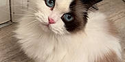Maxie joined the competition — help win amazing prizes! cat, blue_eyes, fluffy, sitting, indoor, floor, white_fur, brown_patches, curious, pet, animal, whiskers, ears, portrait, feline, domestic_cat, closeup, looking_up, cute, soft