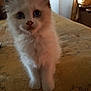 kitten, cat, animal, pet, fur, ears, bed, blanket, indoor, curious, cute, small, young, whiskers, face, eyes, feline, soft, yellow, cozy