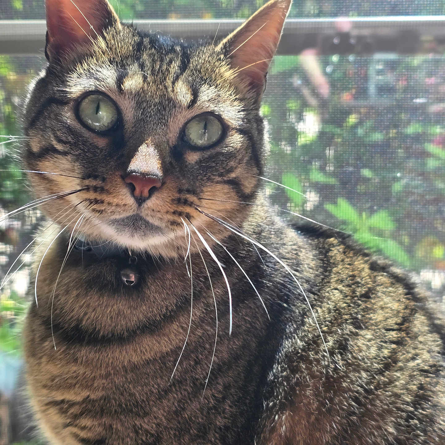 Maxwell joined the competition — help win amazing prizes! cat, tabby, whiskers, close_up, portrait, window, mesh_screen, green_eyes, sunlight, indoor, pet, feline, animal, curious, nature_background, fur, domestic_cat, collar, bell, house