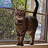 Maxwell joined the competition — help win amazing prizes! cat, tabby_cat, windowsill, window_screen, greenery, bushes, pink_flowers, curious, alert, pet, indoor, daylight, whiskers, tail_up, collar, domestic_animal, feline, looking, nature_outside, houseplant