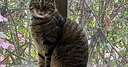 Maxwell joined the competition — help win amazing prizes! cat, tabby_cat, window, windowsill, greenery, foliage, indoor, pet, animal, sitting, curled_tail, alert, domestic_cat, screen_window, nature, daylight, portrait, cute, feline, whiskers