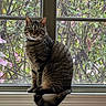 cat, tabby_cat, window, windowsill, greenery, foliage, indoor, pet, animal, sitting, curled_tail, alert, domestic_cat, screen_window, nature, daylight, portrait, cute, feline, whiskers