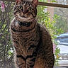 Maxwell is registered to the contest to win money with this photo: cat, tabby, pet, animal, window, windowsill, collar, bell, plant, greenery, flower, pink_flower, mesh_screen, curious, sitting, indoor, feline, closeup, portrait, whiskers
