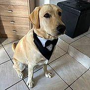Cookie a rejoint le concours — aidez-le/la à gagner de superbes lots ! dog, pet, indoor, tiled_floor, bandana, tuxedo, sitting, golden_retriever, labrador, canine, furniture, cabinet, ottoman, black, white, brown, eyes, ears, fur, animal