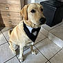 dog, pet, indoor, tiled_floor, bandana, tuxedo, sitting, golden_retriever, labrador, canine, furniture, cabinet, ottoman, black, white, brown, eyes, ears, fur, animal