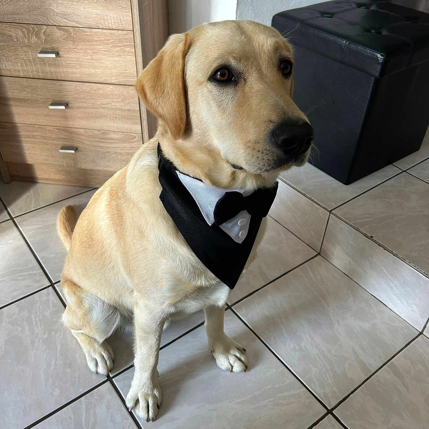 Cookie a rejoint le concours — aidez-le/la à gagner de superbes lots ! animal, bandana, black, brown, cabinet, canine, dog, ears, eyes, fur, furniture, golden_retriever, indoor, labrador, ottoman, pet, sitting, tiled_floor, tuxedo, white