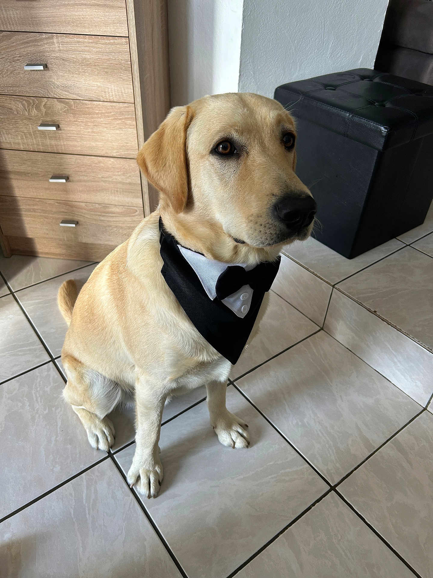 Cookie a rejoint le concours — aidez-le/la à gagner de superbes lots ! dog, pet, indoor, tiled_floor, bandana, tuxedo, sitting, golden_retriever, labrador, canine, furniture, cabinet, ottoman, black, white, brown, eyes, ears, fur, animal