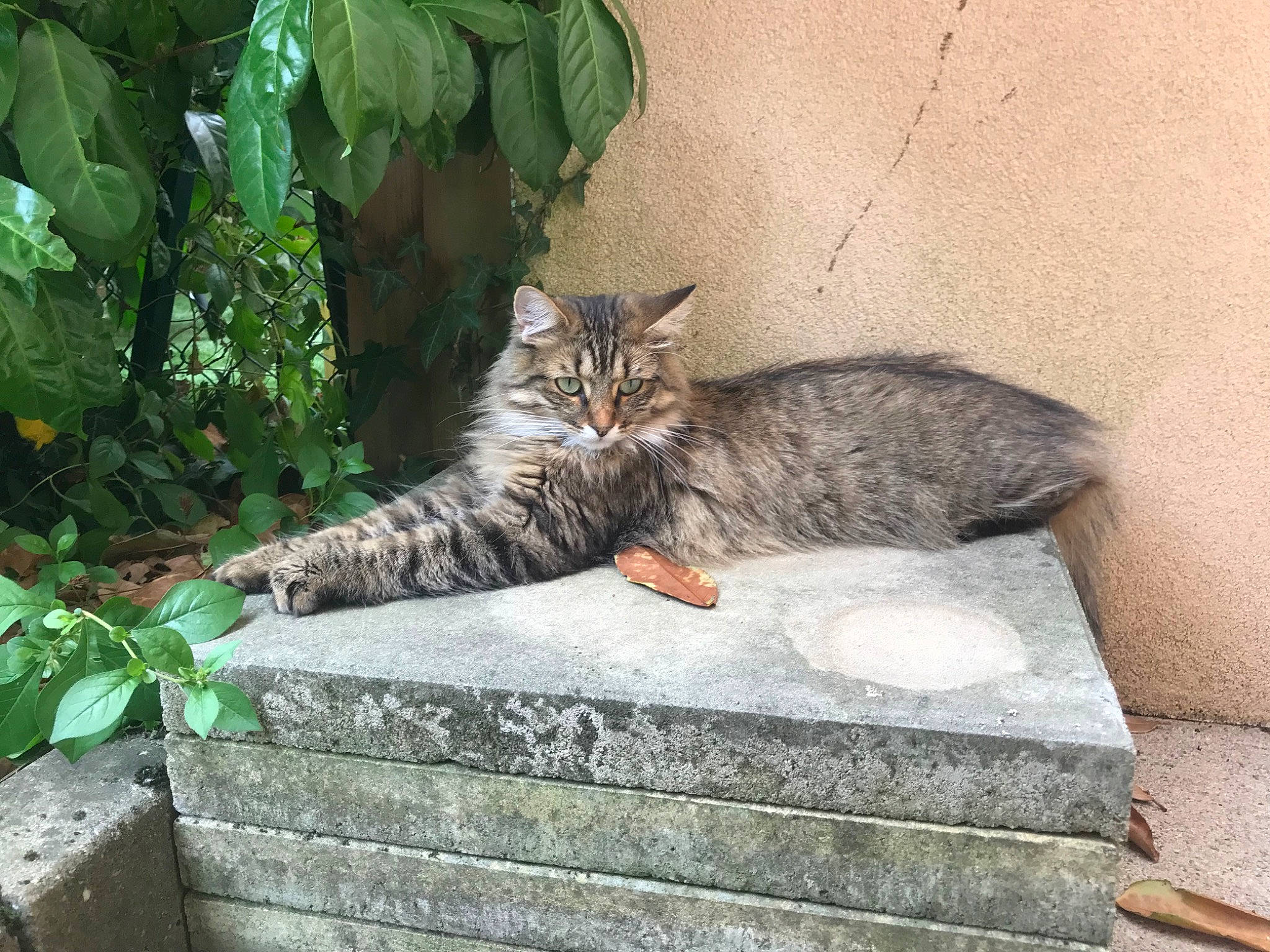 Trixie a rejoint le concours — aidez-le/la à gagner de superbes lots ! carnivore, cat, concrete, domestic_short_haired_cat, felidae, fur, grass, groundcover, herb, organism, paw, plant, road_surface, sitting, small_to_medium_sized_cats, snout, tail, terrestrial_animal, whiskers, window