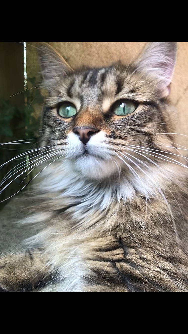 Trixie a rejoint le concours — aidez-le/la à gagner de superbes lots ! carnivore, cat, claw, domestic_short_haired_cat, felidae, fur, grass, small_to_medium_sized_cats, snout, stock_photography, terrestrial_animal, whiskers, wildlife, wood