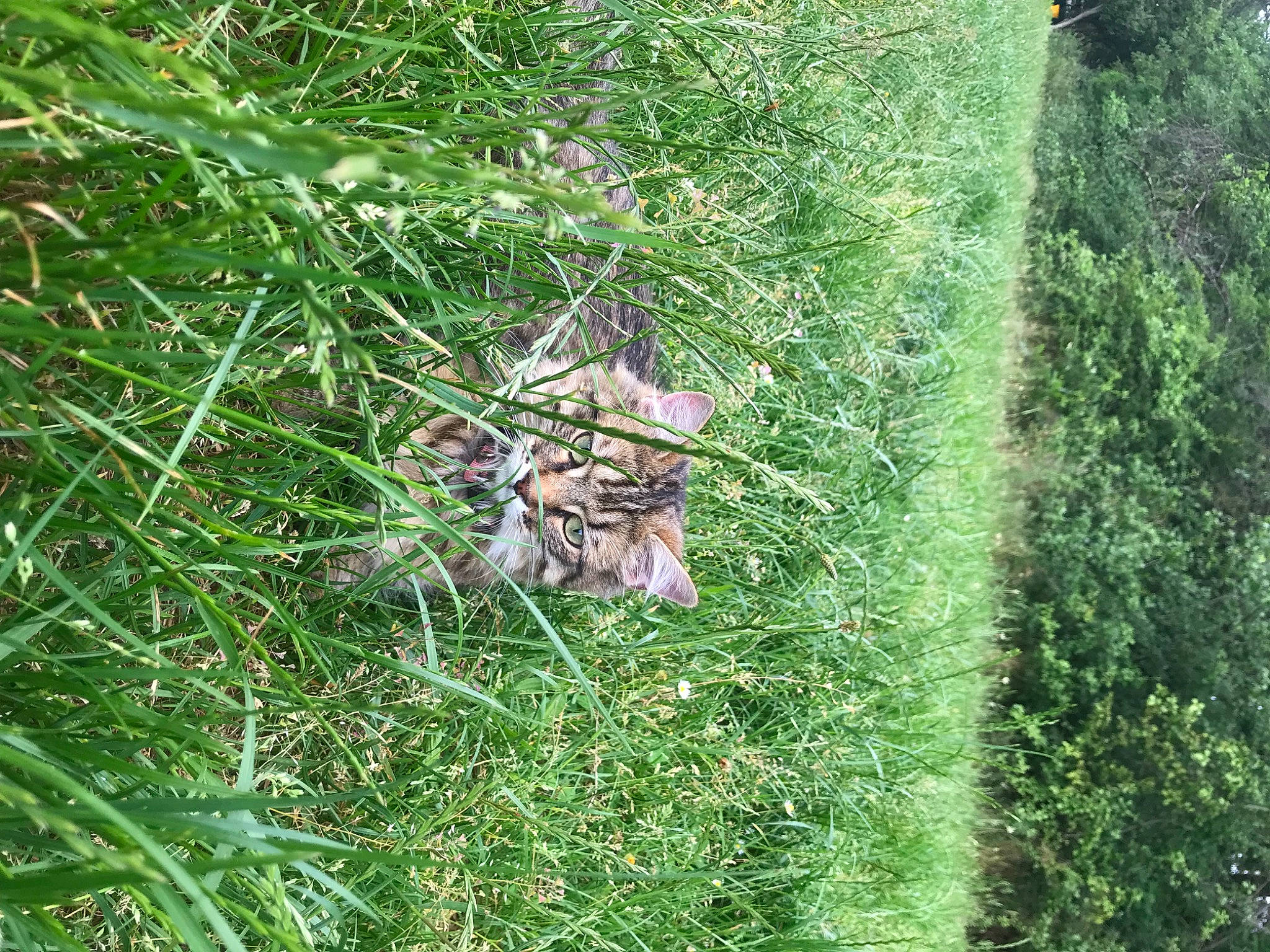 Trixie a rejoint le concours — aidez-le/la à gagner de superbes lots ! conifer, evergreen, grass, grass_family, grassland, groundcover, landscape, lawn, pasture, people_in_nature, plant, shrub, soil, terrestrial_animal, terrestrial_plant, tree, trunk, twig, vascular_plant, wood