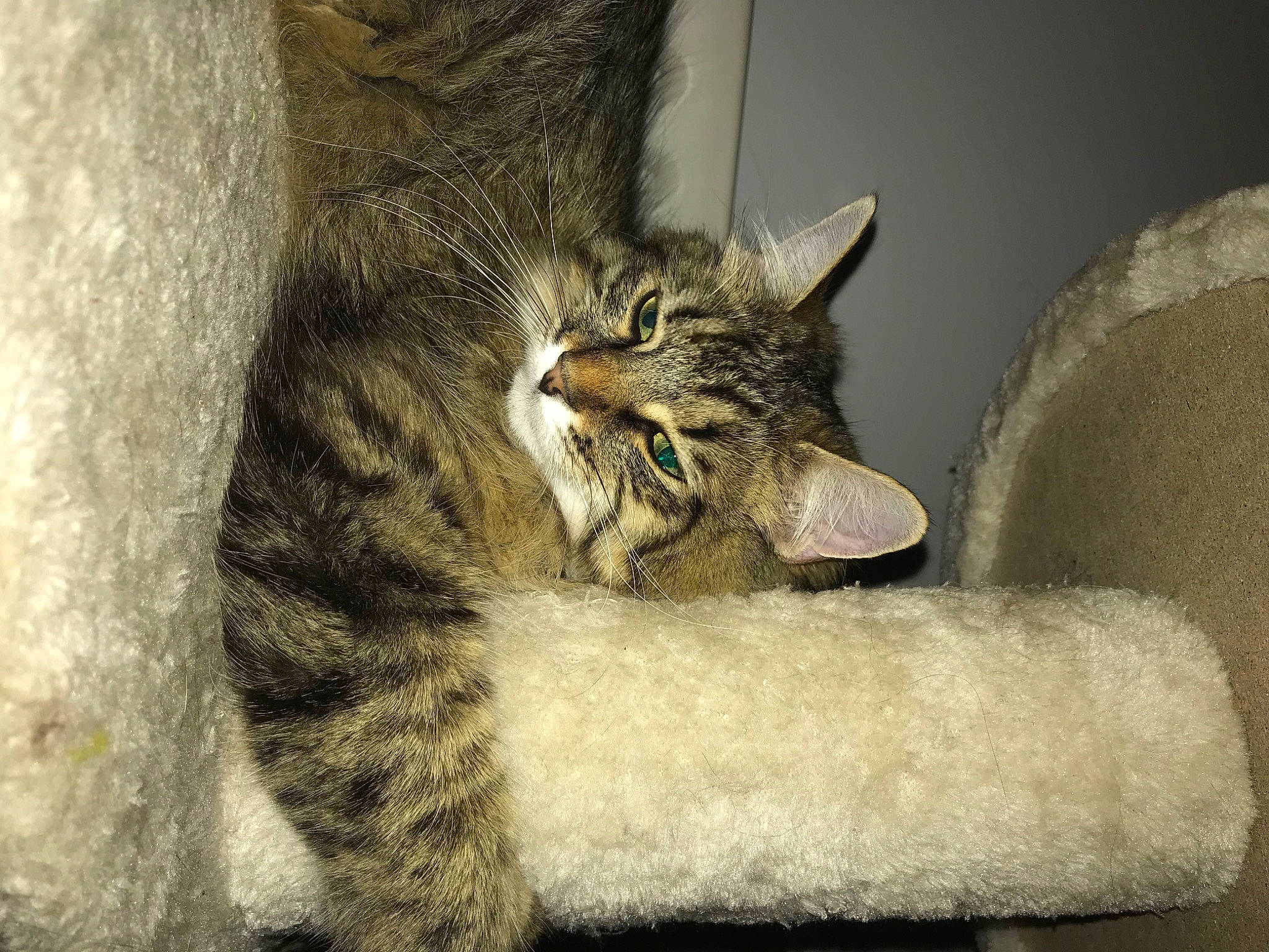 Trixie a rejoint le concours — aidez-le/la à gagner de superbes lots ! carnivore, cat, cat_bed, cat_supply, claw, comfort, domestic_short_haired_cat, ear, felidae, fur, grey, paw, small_to_medium_sized_cats, snout, tail, terrestrial_animal, whiskers, wildlife