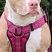 Ruby is registered to the contest to win money with this photo: animal, canine, closeup, collar, dog, ears, expression, face, fur, greenery, leash, muzzle, nature, nose, outdoor, paws, pet, pink_harness, portrait, sitting
