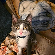 Bruno joined the competition — help win amazing prizes! cat, gray_cat, white_cat, pet, indoor, curious, golden_eyes, collar, bell, couch, floral_pattern, blanket, furniture, domestic_animal, whiskers, ears, front_paws, looking_up, close_up, cute