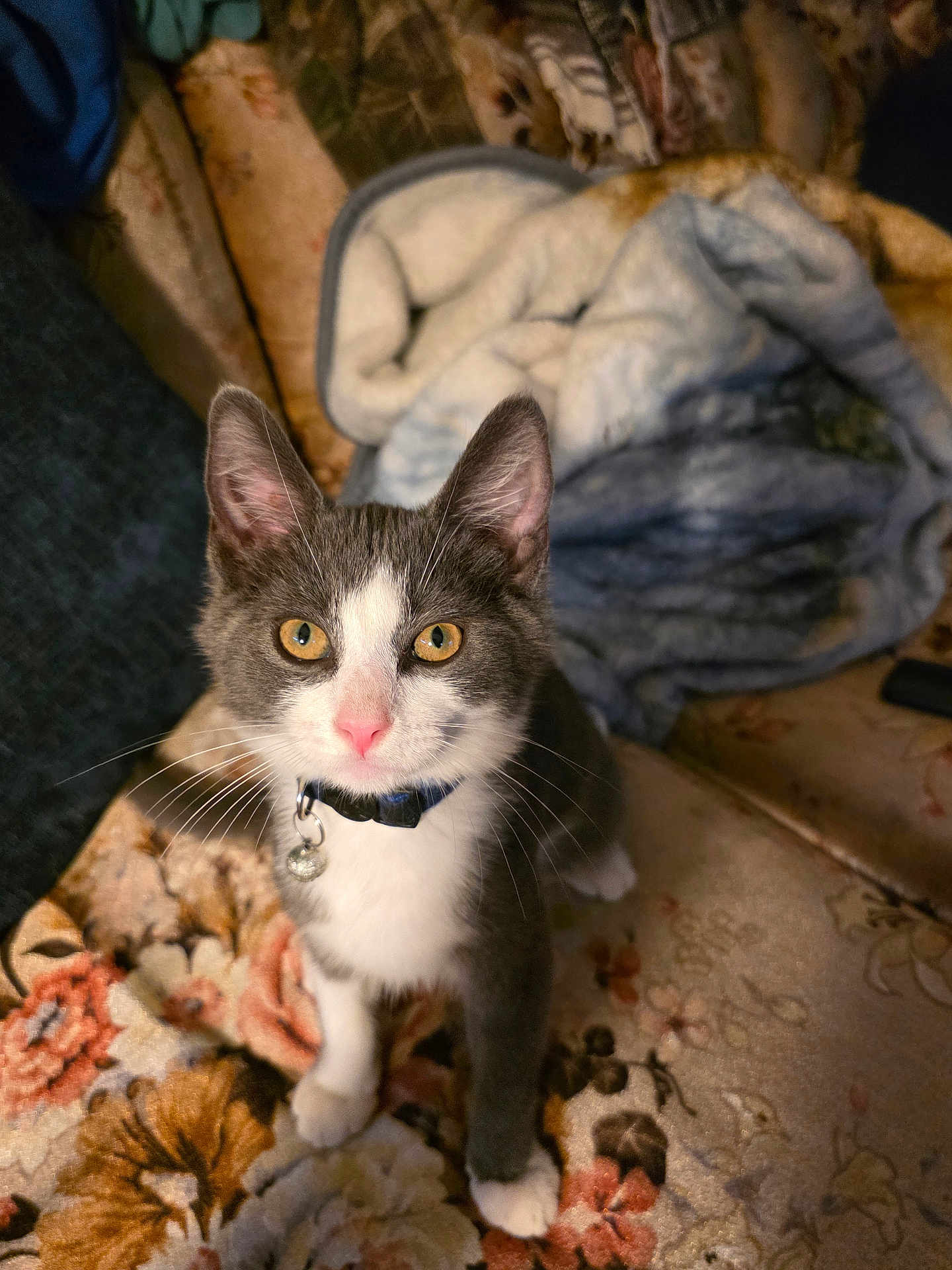 Bruno joined the competition — help win amazing prizes! cat, gray_cat, white_cat, pet, indoor, curious, golden_eyes, collar, bell, couch, floral_pattern, blanket, furniture, domestic_animal, whiskers, ears, front_paws, looking_up, close_up, cute