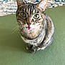 cat, tabby_cat, green_eyes, tongue_out, pet, animal, feline, indoor, floor_mat, patterned_rug, sitting, looking_up, whiskers, ears, fur, cute, playful, close_up, domestic_cat, texture