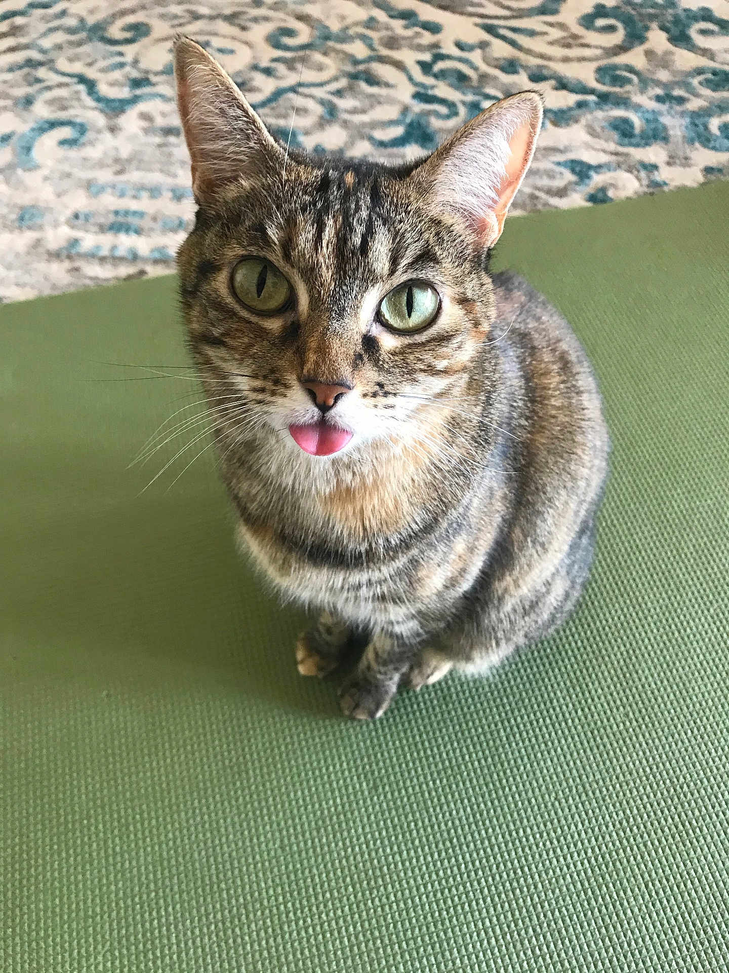 Momo is registered to the contest to win money with this photo: cat, tabby_cat, green_eyes, tongue_out, pet, animal, feline, indoor, floor_mat, patterned_rug, sitting, looking_up, whiskers, ears, fur, cute, playful, close_up, domestic_cat, texture