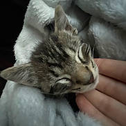 Biscuit joined the competition — help win amazing prizes! animal, blanket, cat, closeup, comfort, cozy, cute, domestic, fur, hand, kitten, mammal, nap, pet, relaxation, resting, sleeping, soft, whiskers, young