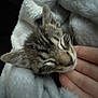 animal, blanket, cat, closeup, comfort, cozy, cute, domestic, fur, hand, kitten, mammal, nap, pet, relaxation, resting, sleeping, soft, whiskers, young