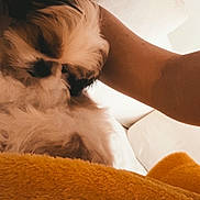 Stori Grace is registered to the contest to win money with this photo: dog, fluffy, resting, fur, arm, blanket, orange, cozy, indoor, pet, nap, soft, relaxing, closeup, home, comfort, animal, couch, sleeping, friendship