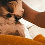 animal, arm, blanket, closeup, comfort, couch, cozy, dog, fluffy, friendship, fur, home, indoor, nap, orange, pet, relaxing, resting, sleeping, soft