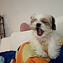 Stori Grace is registered to the contest to win money with this photo: puppy, dog, yawning, fluffy, blanket, indoor, cozy, cute, pet, animal, resting, white, brown, soft, home, comfort, small_dog, couch, relaxed, sleepy