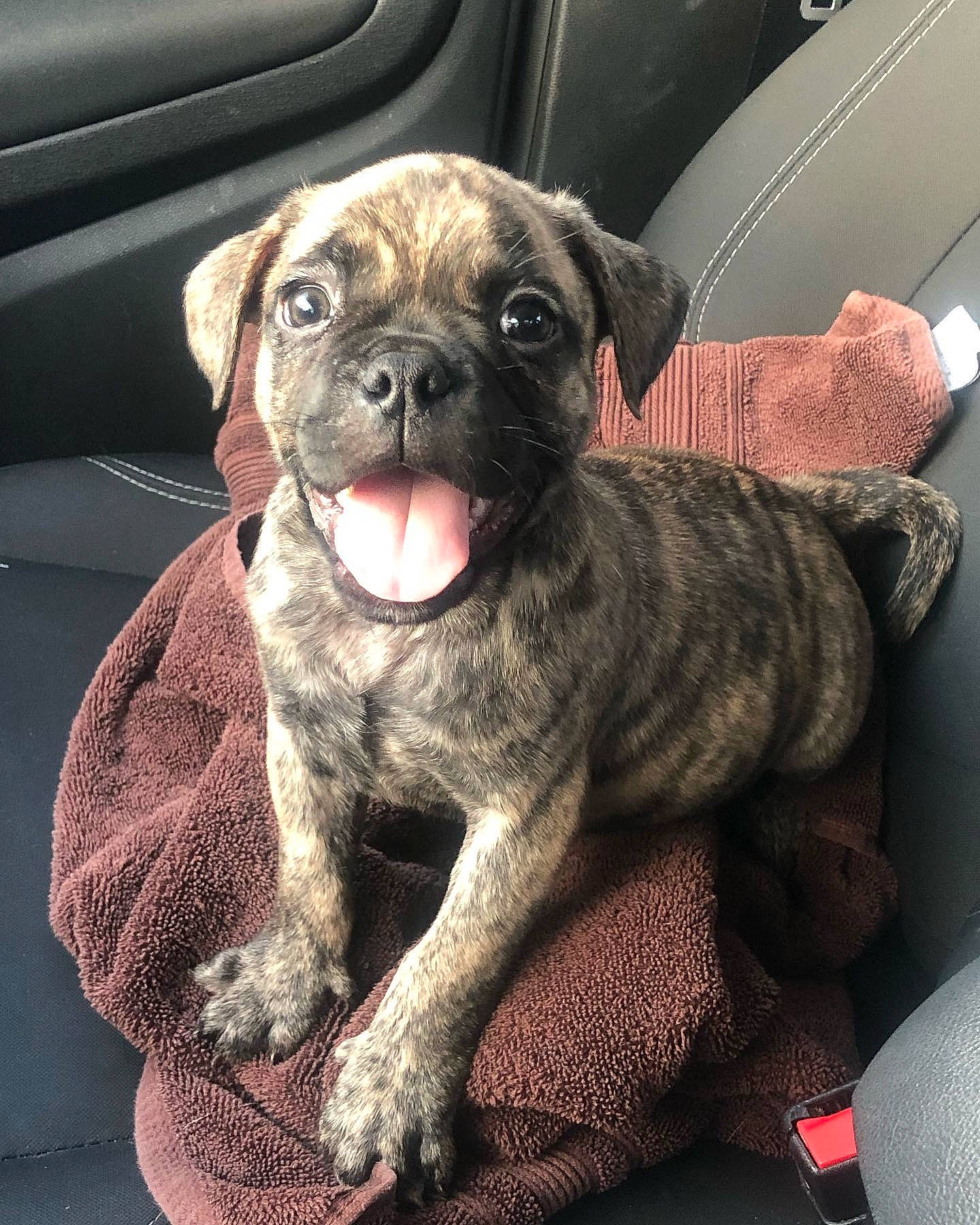 Marvel is registered to the contest to win money with this photo: canidae, carnivore, comfort, companion_dog, couch, dog, dog_breed, fawn, fur, guard_dog, liver, molosser, pug, snout, sporting_group, terrestrial_animal, toy_dog, whiskers, working_animal, wrinkle