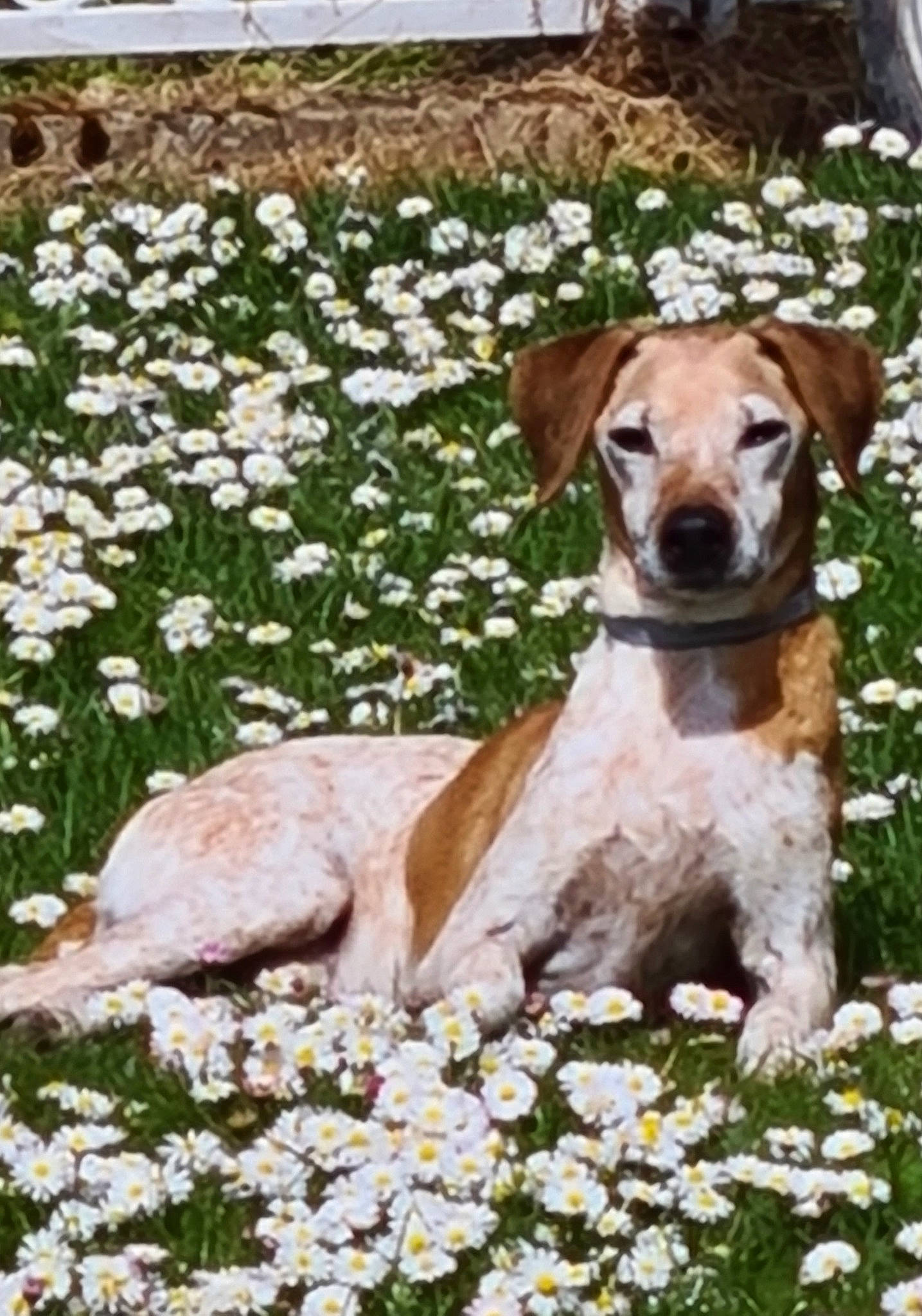 Rey participe au concours pour gagner de l'argent avec cette photo : ancient_dog_breeds, annual_plant, carnivore, collar, companion_dog, dog, dog_breed, dog_collar, fawn, flower, flowering_plant, garden, grass, groundcover, hound, liver, petal, plant, sporting_group, working_animal